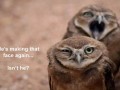 Owl face