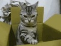 Kotek