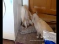 Capoeira Cat