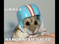 Chomik robi salto