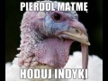 Hoduj indyki