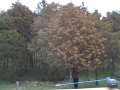 Pyłek na drzewie