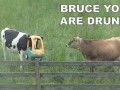 Bruce you are drunk