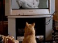 Cat porn