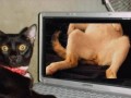 Cat porn