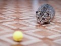 Cat look