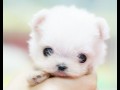 Small pet
