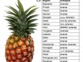 Ananas multilanguage