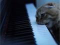 Kotek i muzyka poważna