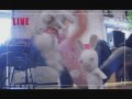 Mad rabbits