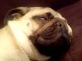 Mops chrapie jak stary alkoholik