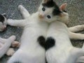 Love cats