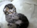 Kitty