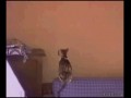 Spidercat
