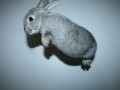 Hopsa