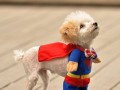 Superpuppy
