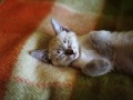 Kicia
