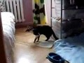 Kotek FAIL