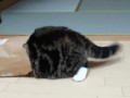 Kotek