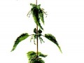 Marihuana