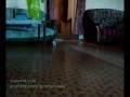 Koci horror