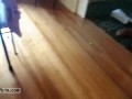 Cat cat