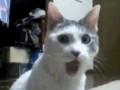 Omg cat