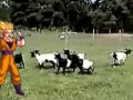 Krowy