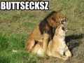 Butt lion