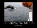 Feeding whales