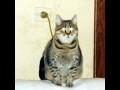 Cat lamp