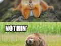 Squirrel and bear