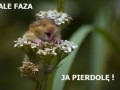 Ale faza...