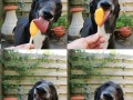 Ice dog