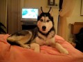 Husky Dog Talking - I love you