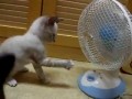 Kot vs wentylator