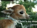 Bambi