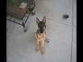 Dunder - Time Lapse Puppy to Adult in 40 seconds