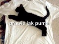 Prawie jak Puma