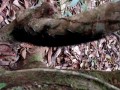 Larwy, ruch synchroniczny