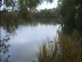 Ryba gigant zjada kaczkę