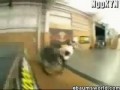 Adrenalina