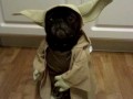 Yoda 4 life