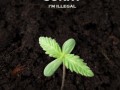 Still illegal