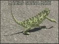 Ultimate GIFs Compilation