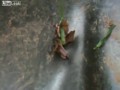 Poruszająca się głowa węża