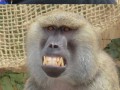 Pawian