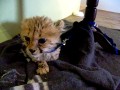Mały, słodki gepard