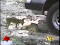 Americas Funniest Home Videos Animal Clips