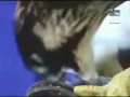 Jak szybko lata sokół wędrowny?